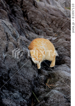 荒磯を根城とするワイルドな野良猫 荒磯を根城とするワイルドな野良猫 81897110