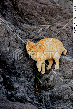 荒磯を根城とするワイルドな野良猫 荒磯を根城とするワイルドな野良猫 81897115