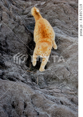 荒磯を根城とするワイルドな野良猫 荒磯を根城とするワイルドな野良猫 81897119