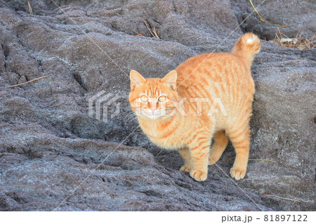 荒磯を根城とするワイルドな野良猫 81897122