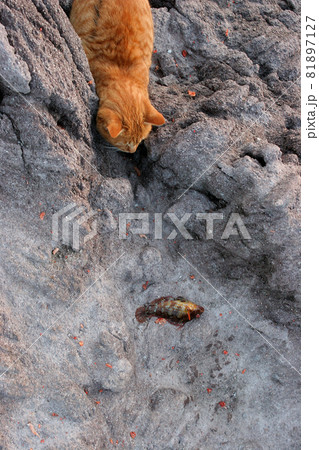 荒磯を根城とするワイルドな野良猫 81897127