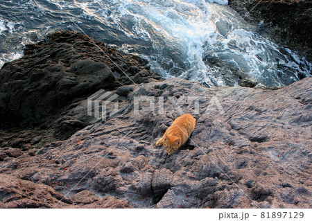 荒磯を根城とするワイルドな野良猫 荒磯を根城とするワイルドな野良猫 81897129