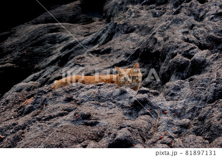 荒磯を根城とするワイルドな野良猫 荒磯を根城とするワイルドな野良猫 81897131