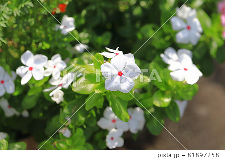 満開の日日草（ニチニチソウ）　 81897258