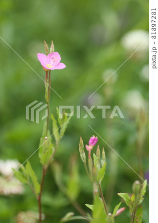 ユウゲショウの花 81897281