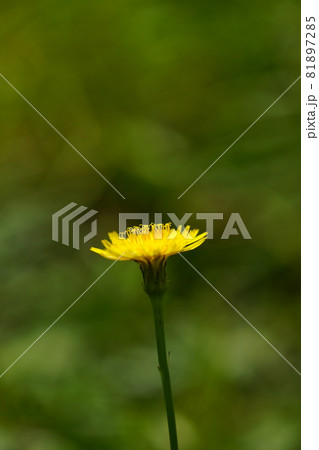 豚菜 81897285