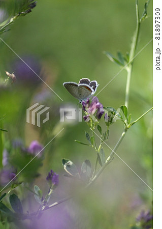 シジミチョウとアルファルファ 81897309