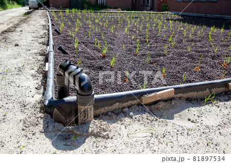 Water Recycling with Reed Beds Water Recycling with Reed Beds 81897534