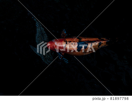 Koi Fish or Koi Carp swimming inside the fish pond background, Japanese fish species, Many colorful patterns, 81897798