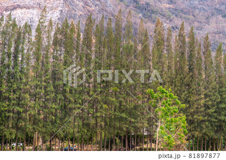 Beautiful view of landscape at Khao i bid or Khao e go at Khao Yoi District. 81897877