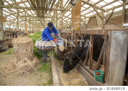 牛に食事を与える農家 牛に食事を与える農家 81898019