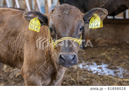 和牛の子牛 和牛の子牛 81898028