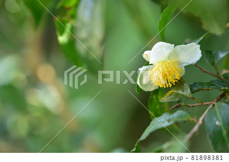 秋に咲く花・お茶の花 81898381