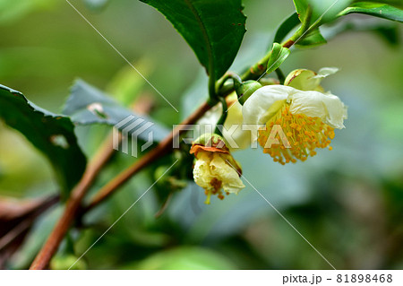 秋に咲く花・お茶の花 秋に咲く花・お茶の花 81898468