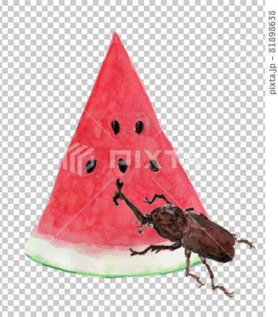 Watercolor illustration of cut watermelon and beetle 81898638