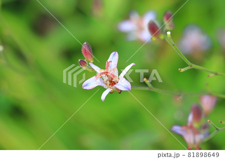 杜鵑草(ホトトギス)の花 杜鵑草(ホトトギス)の花 81898649