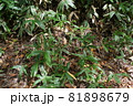 笹と落ち葉 81898679
