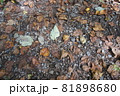 落ち葉1 81898680