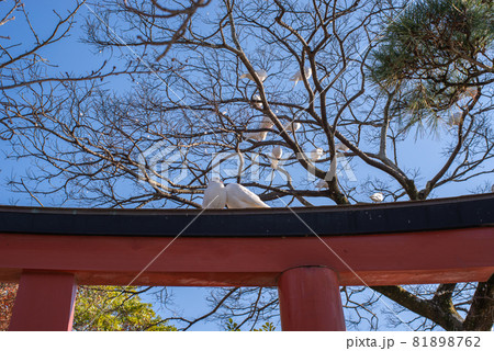 鶴岡八幡宮の白鳩 鶴岡八幡宮の白鳩 81898762