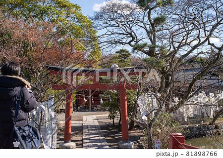 鶴岡八幡宮の白鳩 鶴岡八幡宮の白鳩 81898766