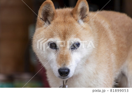 涙を流している柴犬 涙を流している柴犬 81899053