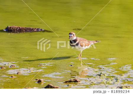Close up shot of Killdeer bird Close up shot of Killdeer bird 81899234