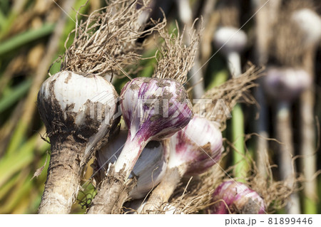 the harvested garlic crop in agriculture the harvested garlic crop in agriculture 81899446