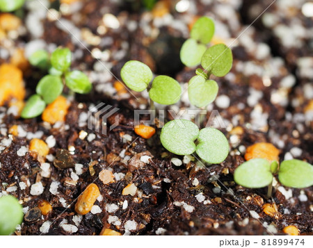 フリルパンジーの双葉の様子 81899474