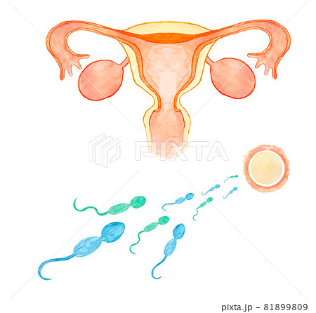 卵子と精子の水彩イラスト 他バリエーションあります 卵子と精子の水彩イラスト 他バリエーションあります 81899809