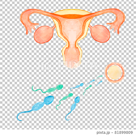 卵子と精子の水彩イラスト 他バリエーションあります 卵子と精子の水彩イラスト 他バリエーションあります 81899809