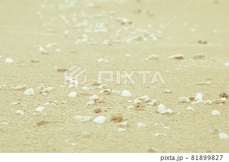 Sea shells on sand. Summer beach background. Top view . Sand texture. Beach background. take care nature concept idea . save ocean and sea . Sea shells on sand. Summer beach background. Top view . Sand texture. Beach background. take care nature concept idea . save ocean and sea . 81899827