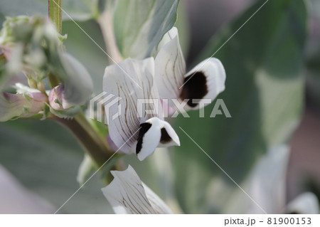 空豆の花 81900153