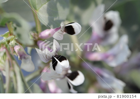 空豆の花 空豆の花 81900154
