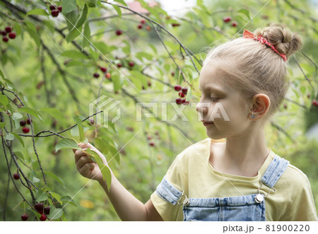 Little girl is picking cherries in the garden. 81900220