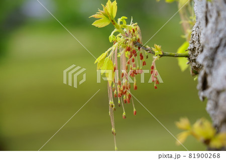トネリコバノカエデの早春の花3 トネリコバノカエデの早春の花3 81900268