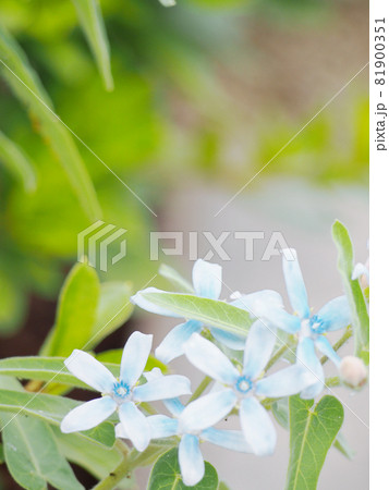 ブルースターの青い花 ブルースターの青い花 81900351