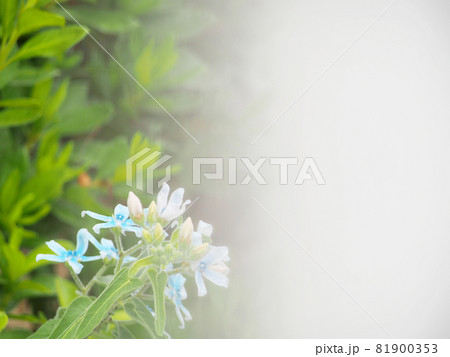 ブルースターの青い花 81900353