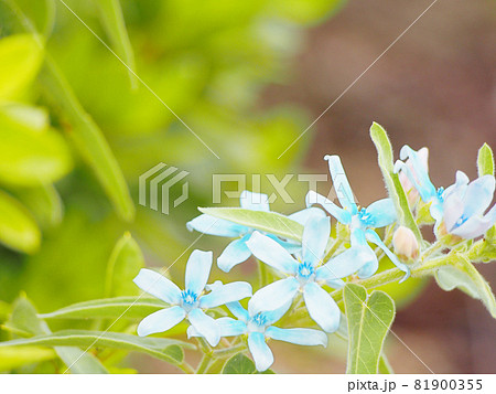 ブルースターの青い花 ブルースターの青い花 81900355