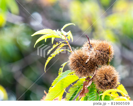 秋の味覚　たわわに実った栗 81900509