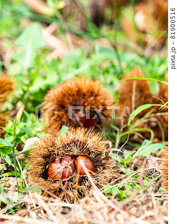 秋の味覚 たわわに実った栗 秋の味覚 たわわに実った栗 81900516