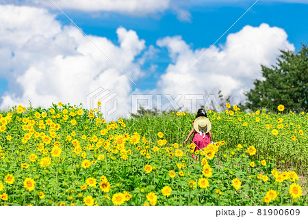 A Girl Walking On A Sunflower Field Stock Photo