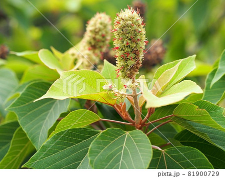 実をつけた川辺のアカメガシワ(実のクローズアップ) 実をつけた川辺のアカメガシワ(実のクローズアップ) 81900729