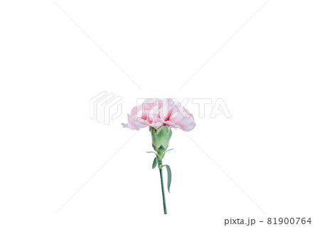 花束　カーネーション　花　贈り物　お礼　多年草 81900764