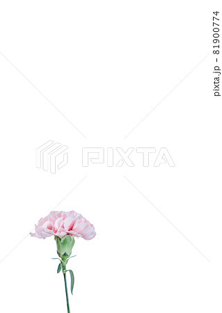 花束 カーネーション 花 贈り物 お礼 多年草 花束 カーネーション 花 贈り物 お礼 多年草 81900774