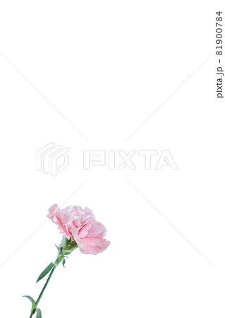 花束 カーネーション 花 贈り物 お礼 多年草 花束 カーネーション 花 贈り物 お礼 多年草 81900784