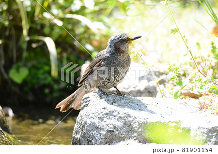 水を飲みにきた野鳥ヒヨドリ 81901154
