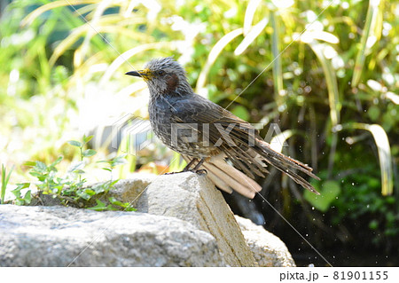 ひよどり ひよどり 81901155