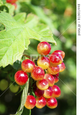 fruits of viburnum, viburnum in the garden, wallpaper with viburnum close up fruits of viburnum, viburnum in the garden, wallpaper with viburnum close up 81901448
