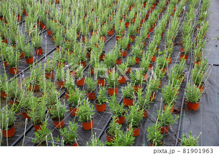 Potted Lavandula dentata in greenhouse Potted Lavandula dentata in greenhouse 81901963