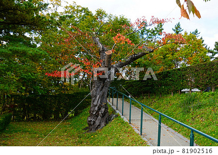 北海道 函館 トラピスチヌ修道院 北海道 函館 トラピスチヌ修道院 81902516